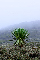 Giant lobelia (Lobelia rhynchopetalum), . Sanetti Plateau, Bale Mountains National Park. Ethiopia, November 2014