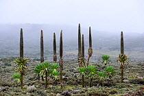 Giant lobelias (Lobelia rhynchopetalum) in mist, Sanetti Plateau, Bale Mountains National Park. Ethiopia, November 2014