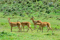 Bohor reedbucks (Redunca redunca) herd, Bale Mountains National Park, Ethiopia. Ethiopia, November 2014