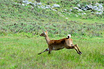 Mountain nyala (Tragelaphus buxtoni) running, female. Bale Mountains National Park,  Ethiopia. Endemic, endangered species.
