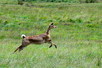 Mountain nyala (Tragelaphus buxtoni) running female. Bale Mountains National Park,  Ethiopia. Endemic, endangered species.