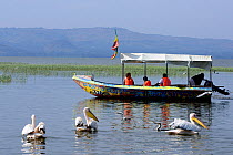 Great white pelicans (Pelecanus onocrotalus) group of three next to small tourist boat on Lake Awassa. Ethiopia, November 2014