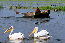 Great white pelicans (Pelecanus onocrotalus) next to a boat on Lake Awassa. Ethiopia, November 2014