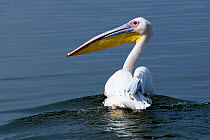 Great white pelican (Pelecanus onocrotalus) on water, Lake Awassa, Rift Valley. Ethiopia, November 2014