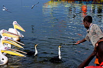 Child feeding fish to great white pelicans (Pelecanus onocrotalus) and cormorants (Phalacrocorax carbo). Lake Awassa. Ethiopia, November 2014