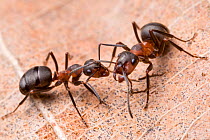 Hairy wood ant workers (Formica lugubris), Peak District National Park, Derbyshire, UK. March.