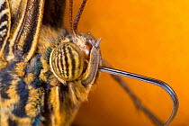Close-up of Owl Butterfly (Caligo memnon) head showing compound eyes and proboscis. Captive, originating from Central America.