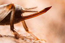 Ovipositor of Scaly Cricket (Pseudomogoplistes vicentae). England, UK. April. Captive.