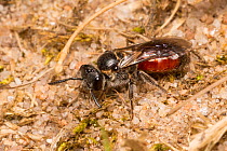 Cuckoo bee (Sphecodes sp.) female, Peak District National Park, Derbyshire, UK. April.
