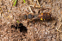 Cuckoo bee (Nomada leucophthalma) about to enter the nest burrow of Miner Bee (Andrena clarkella). The cuckoo bee is cleptoparasitic, laying its eggs in nests of other bees in order that their parasit...