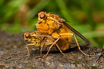 Yellow dungflies (Scathophaga stercoraria) mating on sheep dung. Worcestershire, UK. April.