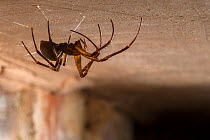 European cave spider (Meta menardi) on ceiling of cellar. Worcestershire, UK. April.