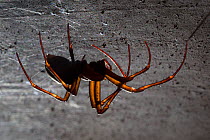European cave spider (Meta menardi) on ceiling of cellar. Worcestershire, UK. April.