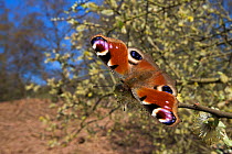 Peacock butterfly (Inachis io) feeding on Goat Willow catkins (Salix caprea), an important food source for pollinators in early spring. Peak District National Park, UK. April.
