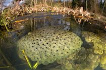 Frogspawn from Common Frog (Rana temporaria), fisheye view showing pond habitat. Peak District National Park, Derbyshire, UK. March.