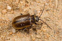 Heather beetle (Lochmaea suturalis) Peak District National Park, Derbyshrie, UK. April.