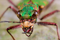 Green tiger beetle (Cicindela campestris) close up portrait, Peak District National Park, Derbyshire, UK. May.