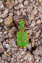Green tiger beetle (Cicindela campestris) on sandy ground. Peak District National Park, Derbyshire, UK. May.