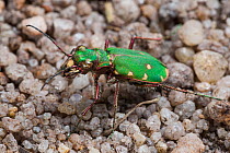 Green tiger beetle (Cicindela campestris) on sandy ground. Peak District National Park, Derbyshire, UK. May.