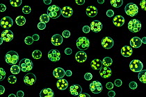Chlorophyte or green alga (Volvox aureus) in pond water. UK. The larger spheres are approximately 0.5mm in diameter. Digital composite image.