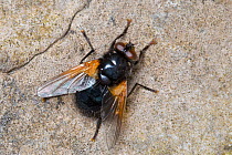 Noon fly / Noonday fly (Mesembrina meridiana) basking on a rock. Peak District National Park, Derbyshire, UK. May.
