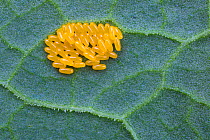 Eggs of Green Dock Beetle (Gastrophysa viridula) on underside of Broad-leaved Dock leaf (Rumex obtusifolius). Peak District National Park, Derbyshire, UK. May.