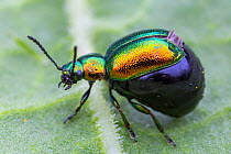 Green Dock Beetle (Gastrophysa viridula) female with huge abdomen swollen with eggs. Peak District National Park, Derbyshire, UK. May.