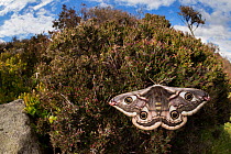 Emperor moth (Saturnia pavonia) female wide angle view showing heather moorland habitat. Peak District National Park, UK. April.