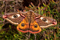 Emperor moth (Saturnia pavonia) male resting on heather, Peak District National Park, UK. April.