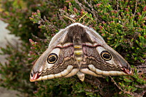 Emperor moth (Saturnia pavonia) female resting on heather, Peak District National Park, UK. April.