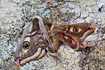 Emperor moths (Saturnia pavonia) mating, Peak District National Park, UK. May.