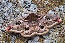 Emperor moth(Saturnia pavonia) female, Peak District National Park, UK. May.