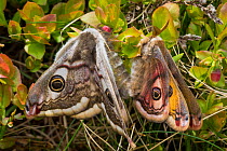 Emperor Moths (Saturnia pavonia) mating, Peak District National Park, UK. May.