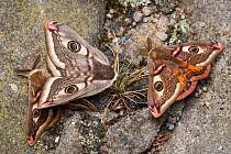 Mating Emperor Moths (Saturnia pavonia) with second male attracted in mating frenzy. Peak District National Park, UK. May.