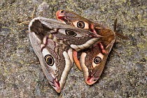 Mating Emperor Moths (Saturnia pavonia) Peak District National Park, UK. May.