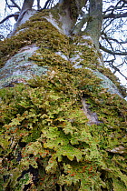 Tree lungwort (Lobaria pulmonaria) lichen growing on a mature beech tree. Kyle of Lochalsh, Scotland. March.