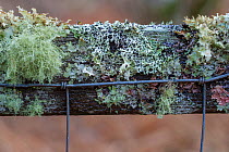 Various lichens growing on a wooden fence. Kyle of Lochalsh, Scotland. March.