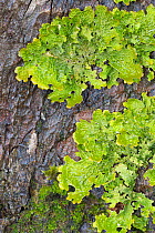 Tree lungwort (Lobaria pulmonaria) lichen. Kyle of Lochalsh, Scotland. March.