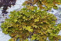 Tree lungwort (Lobaria pulmonaria) lichen growing on a mature beech tree. Kyle of Lochalsh, Scotland. March.
