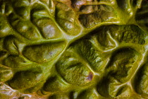 Tree Lungwort (Lobaria pulmonaria) lichen close up, Kyle of Lochalsh, Scotland. March.