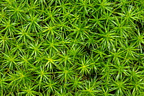Polytrichum moss (Polytrichum commune) on forest floor. Peak District National Park, Derbyshire, UK, March.