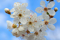 Blackthorn blossom (Prunus spinosa) Peak District National Park, Derbyshire, UK. March.