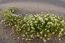 Danish Scurvy Grass (Cochlearia danica) growing along roadside. Peak District National Park, Derbyshire, UK. May.