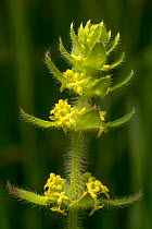 Crosswort (Cruciata laevipes) flower, Peak District National Park, Derbyshire, UK. May.