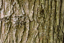 Wych Elm (Ulmus glabra) bark on a mature tree. Peak District National Park, Derbyshire, UK. May.