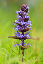 Bugle (Ajuga reptans) in flower in a damp meadow. Peak District National Park, Derbyshire, UK. May.