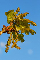 Sessile oak (Quercus petraea) leaves and catkins emerging in spring. Peak District National Park, Derbyshire, UK. April.
