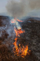 Controlled burning of heather moorland, Derwent Edge, Peak District National Park, Derbyshire, UK. March 2015.