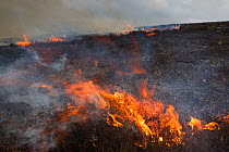 Controlled burning of heather moorland, Derwent Edge, Peak District National Park, Derbyshire, UK. March 2015.