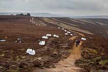 Moorland restoration works, carried out in partnership between Moors for the Future and Natural England to restore the eroded footpath along Derwent Edge, Eroded moorland surrounding the path is being...